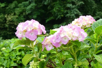 Nishihara - Photo 4