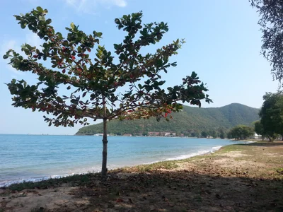Sattahip - Photo 4