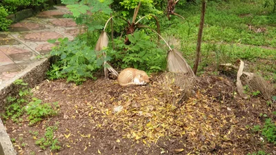 Gambela - Photo 2