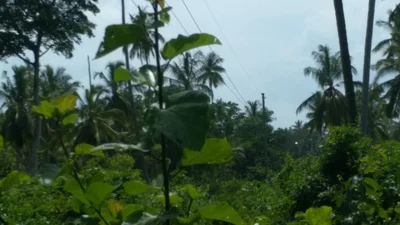 Kilwa Masoko - Photo 2