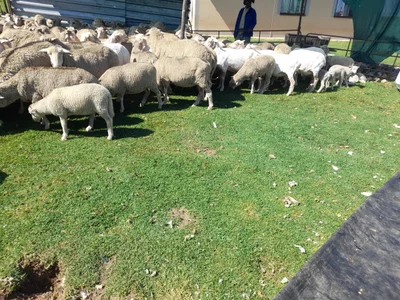 Pixley Ka Seme Local Municipality - Photo 2