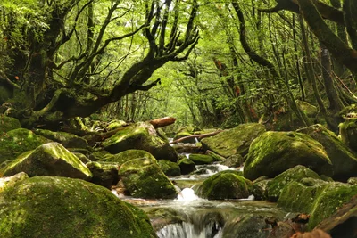 Yakushima - Photo 3