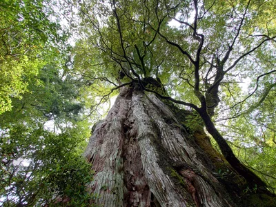 Yakushima - Photo 4