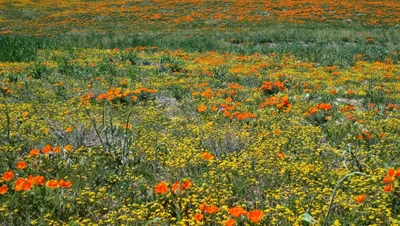 Simaldhandi - Photo 2