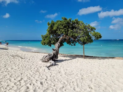 Palm - Eagle Beach - Photo 4