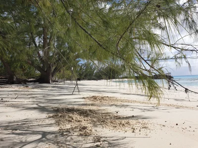 Cat Island - Photo 3