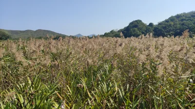 Tai Po District - Photo 2