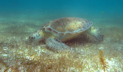Scuba Total - Photo 3
