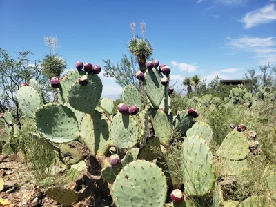 Big Bend National Park - Photo 3