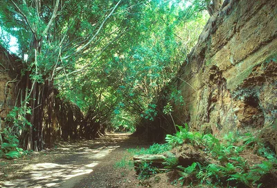 Kapaau - Photo 5