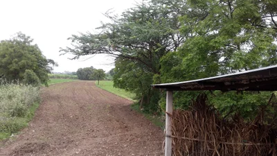 Tandulwadi - Photo 4
