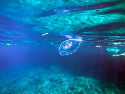 Norman Island Caves - Photo 3