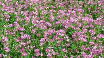 Ogori - Photo 2