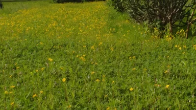 Mhapan - Photo 2
