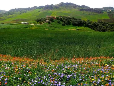 Taounate - Photo 2