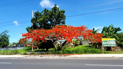 Dededo Municipality - Photo 5