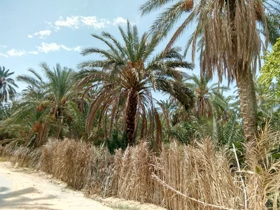 Nefta - Photo 3
