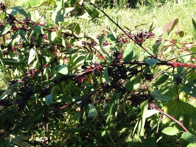 Concord - Photo 3