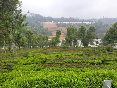 Lovedale - Photo 2