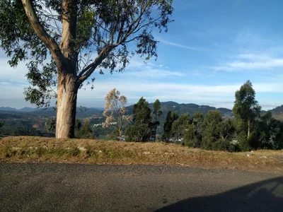 Burliar - Photo 3