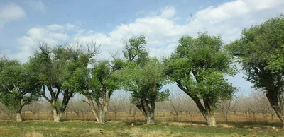 Phokwane Local Municipality - Photo 4