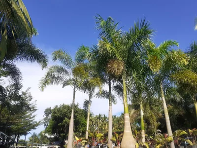 Dumaguete - Photo 2