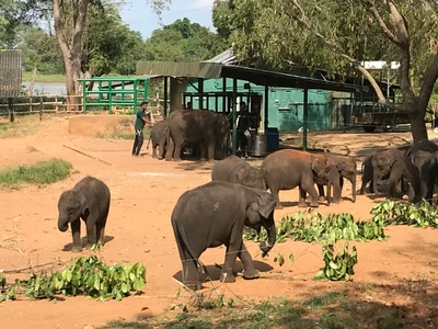 Udawalawe - Photo 5