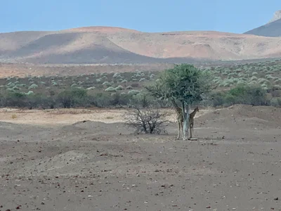 Sesfontein - Photo 2