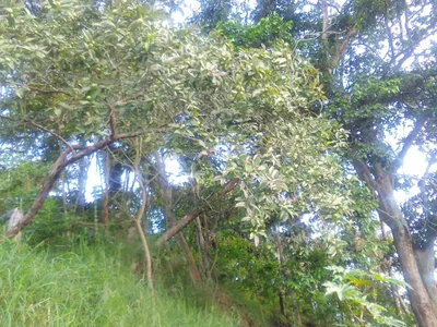 Cachipay - Photo 4