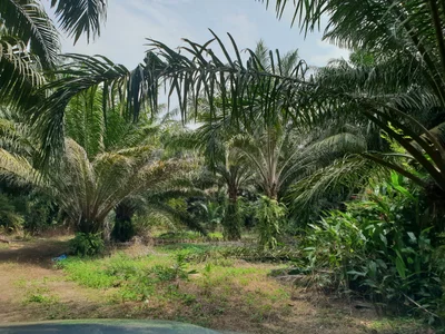 Sungai Balang - Photo 3