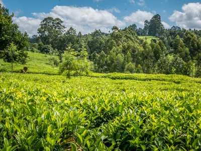 Magumoni ward - Photo 3