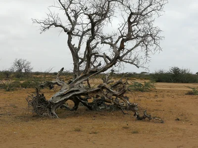 Bura - Photo 3
