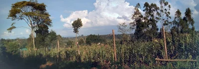 Kikuyu Township ward - Photo 5