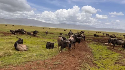 Ngorongoro - Photo 2