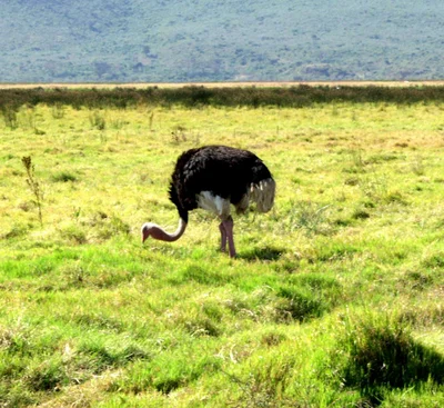 Ngorongoro - Photo 4