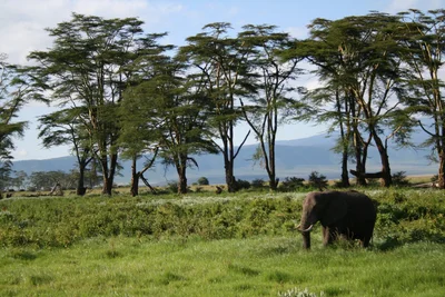 Ngorongoro - Photo 5