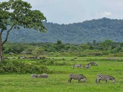Arusha - Photo 4