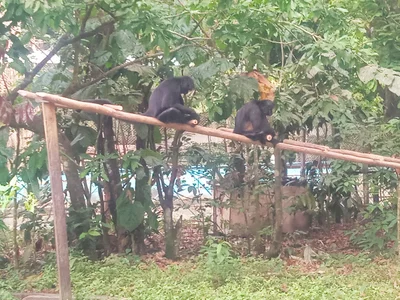 Quistococha Zoo - Photo 2