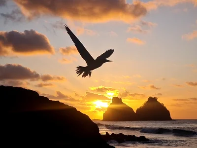 Fernando de Noronha - Photo 4