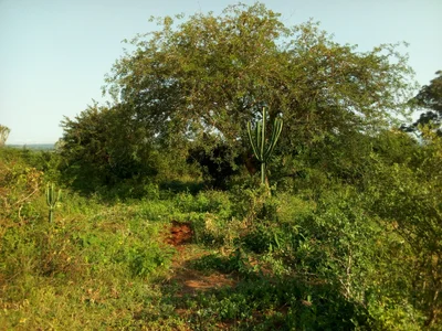 Magamba - Photo 3