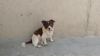 Pacora - Photo 5