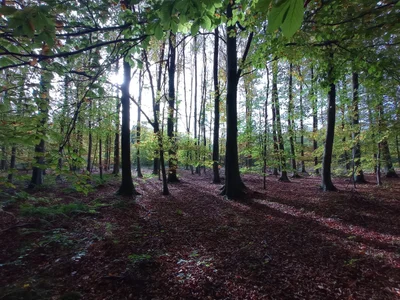 Sint-Genesius-Rode - Photo 3