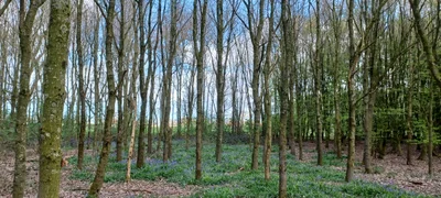 Sint-Genesius-Rode - Photo 4