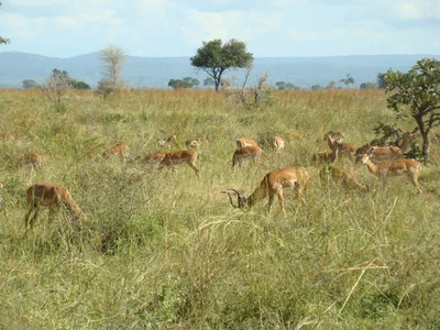 Kikwaraza - Photo 2
