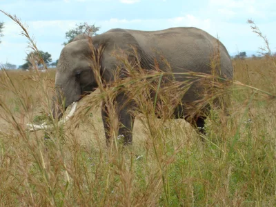 Kikwaraza - Photo 3