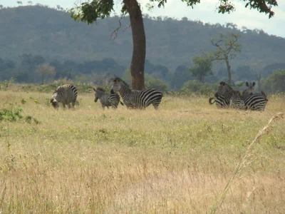 Kikwaraza - Photo 4