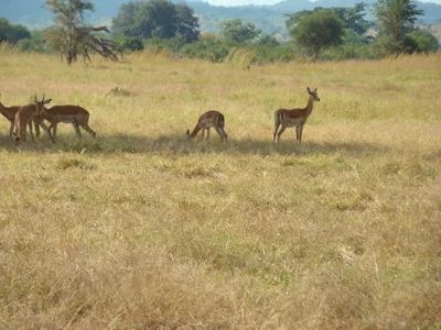 Kikwaraza - Photo 5