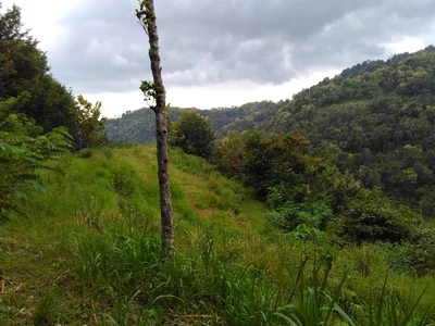 Giripurwo - Photo 2
