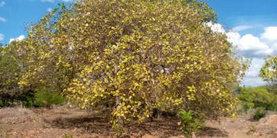 Liwale - Photo 5