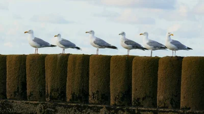 Norderney - Photo 4